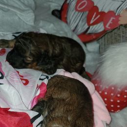 Maltipoo, Poodle, and Yorkipoo Puppies from Mandy's Poodle's