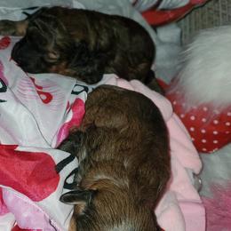 Maltipoo, Poodle, and Yorkipoo Puppies from Mandy's Poodle's