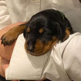 Doberman Pinscher and French Bulldog Puppies from Haus of Hound