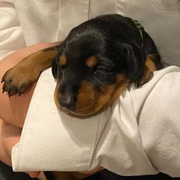 Doberman Pinscher and French Bulldog Puppies from Haus of Hound