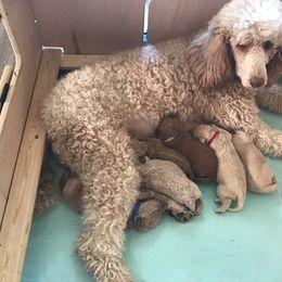 Goldendoodle and Poodle Puppies from Garden of Weedin