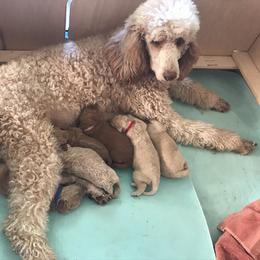 Goldendoodle and Poodle Puppies from Garden of Weedin