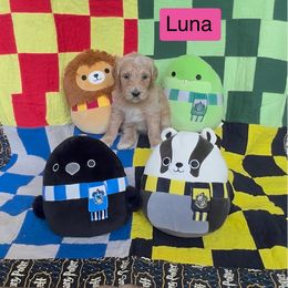 Luna - Apricot female Goldendoodle puppy in Wichita, Kansas from Jaeckels Doodles