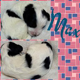 Max (Boy 2) - Parti male Goldendoodle puppy in Ankeny, Iowa from Iowadoodles2love