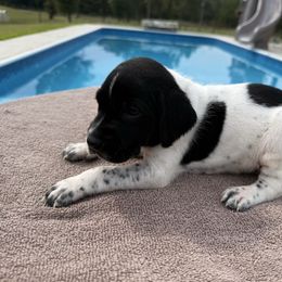 Black - Black roan male German Shorthaired Pointer puppy in Huntington, Texas from B&B GSP’S