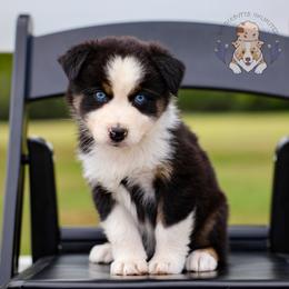 Bunny - Black tri-color female Australian Shepherd puppy in Buena Vista, Colorado from Wigglebutts Unlimited