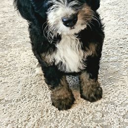 Bernedoodles, Bernese Mountain Dogs, and Goldendoodles from Stony Meadow Puppies