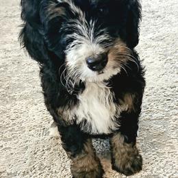 Bernedoodles, Bernese Mountain Dogs, and Goldendoodles from Stony Meadow Puppies