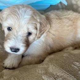 Vampire - female Golden Mountain Doodle puppy in Calhan, Colorado from Snowy Goldens LLC