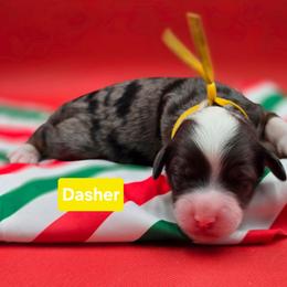 Dasher- Yellow collar - Blue merle female Bernedoodle puppy in Summerville, South Carolina from Channys Doodles