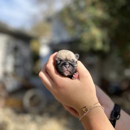 Jana - Pug puppy from Milan Pugs