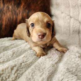 Cody - Cream male Dachshund puppy in Lindsay, California from Lewis Creek's Dachshunds