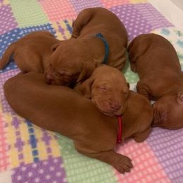 Vizsla Puppies from 5Starr Vizsla