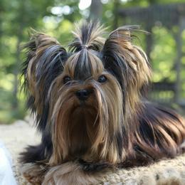 Romeo - Yorkshire Terrier