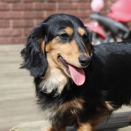 Jasmine - Dachshund
