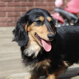 Jasmine - Dachshund