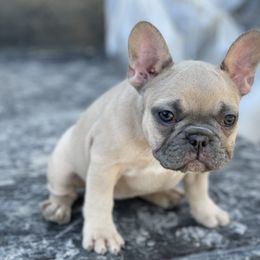 French Bulldog Puppies from Blue Lotus Frenchies