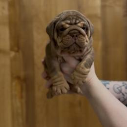 Girl 1 - Chocolate tri-color female Bulldog puppy in Bonney Lake, Washington from Sitka spruce bulldogs