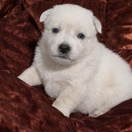 Chunky medium adorable male - Red mottled male Australian Cattle Dog puppy in Scurry, Texas from RedHorizon AKC Australian Cattle Dogs (Heelers)