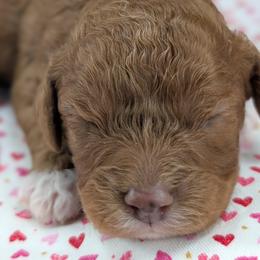 Girl 1 - Red female Cavapoo puppy in Mapleton, Illinois from Gardner Lane Puppies