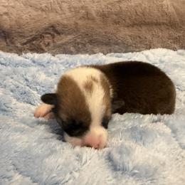 Kermit - White and red male Pembroke Welsh Corgi puppy in Ohio from Canal Corgis