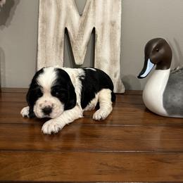 Sooie - Black and white female English Springer Spaniel puppy in Morrilton, Arkansas from Triple M Farms & Springers