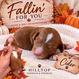 Cider - Red  female Goldendoodle puppy in Cannon County, Tennessee from Hilltop Doodles and Poodles