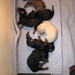 Bernedoodle Puppies from Willow Creek Farm