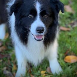 Boomer - Border Collie