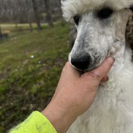 Poodle Puppies from Shellie’s Poodle Patch