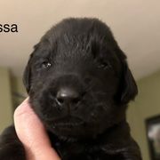 Boy 5 - Flat-Coated Retriever puppy in Pennsylvania from Iconic Flat Coated Retrievers