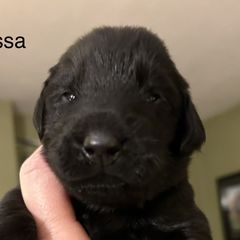 Boy 5 - Flat-Coated Retriever puppy in Pennsylvania from Iconic Flat Coated Retrievers