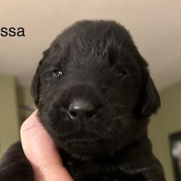 Boy 5 - Flat-Coated Retriever puppy in Pennsylvania from Iconic Flat Coated Retrievers