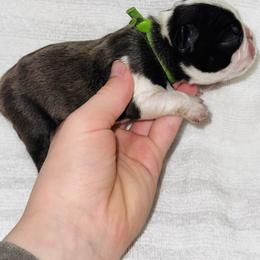 Will - Black brindle and white male Boston Terrier puppy in Georgia from A-K Boston Terriers