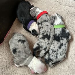 Cockapoo, Sheepadoodle, and Whoodle Puppies from Saddle Mountain Doodles