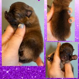 Candy - Red sable female Pomeranian puppy in Orange Grove, Texas from Davis Poms