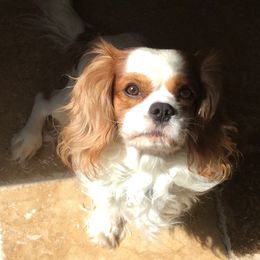 Cavalier King Charles Spaniel adult dog