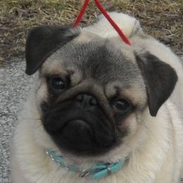 Casino - Pug