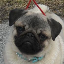 Casino - Pug