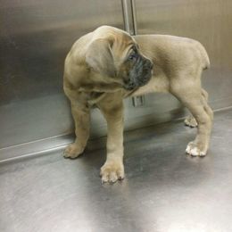 Cane Corso Puppies from Forza Cane Corso