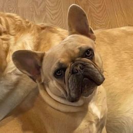 Vanna - French Bulldog