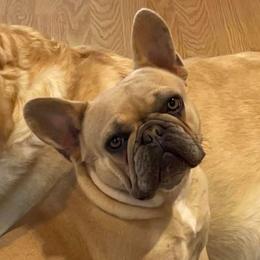 Vanna - French Bulldog