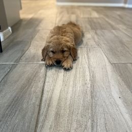 Golden Retriever Puppies from Sunshine Mountain Retrievers