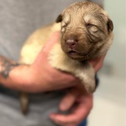 Purple girl - Isabella female German Shepherd puppy in Tipp City, Ohio from Urekar Haus