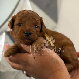 Curaçao - Red  female Poodle puppy in Belleville, New Jersey from TK Poodles