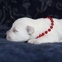 Boy 1 White - White male Miniature Schnauzer puppy in Spring Hill, Florida from Suncoast Miniature Schnauzers