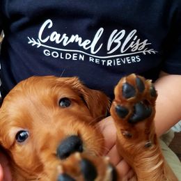 Golden Retriever Puppies from Carmel Bliss Golden Retrievers LLC