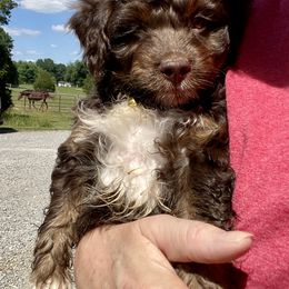 Aussiedoodle puppies from Cross-Tied Farm Aussiedoodles