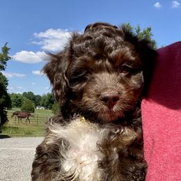 Aussiedoodle puppies from Cross-Tied Farm Aussiedoodles