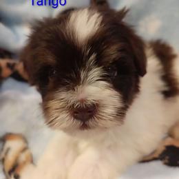 Tango - Parti male Miniature Schnauzer puppy in Midland, Texas from Shebbies Puppy Palace